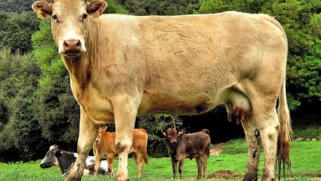 Las raíces de la cocina volcánica de La Garrotxa