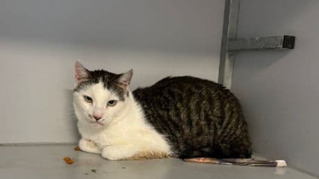 Gedumpte kat ligt urenlang in brandende zon bij dierenasiel Noordwijk