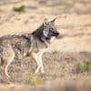 Kan het eindelijk, treuzelt Nederland zelf met aanpak van de wolf: ‘Prutswerk’