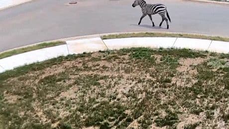 A Tennessee County Is ‘Fascinated’ as an Escaped Zebra Runs Wild