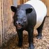 Tapir-Comeback im Zoo Berlin: Bulle hat das Potenzial zum neuen Publikumsliebling