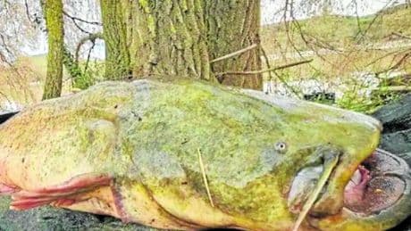 El monstruo invasor de los ríos que devora patos y roedores