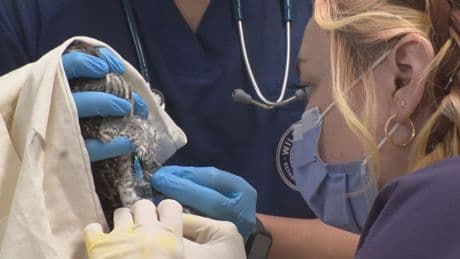 Manitoba wildfires taking a toll on province’s wildlife, experts say