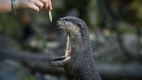 Vidéo: voici la première loutre dressée pour retrouver des personnes disparues en milieu aquatique