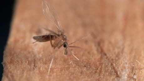 Le kala-azar, “maladie tropicale négligée” qui frappe l’Afrique de l’Est