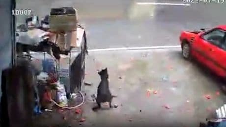 Dog survives after 30-tonne boulder crashes into family’s driveway