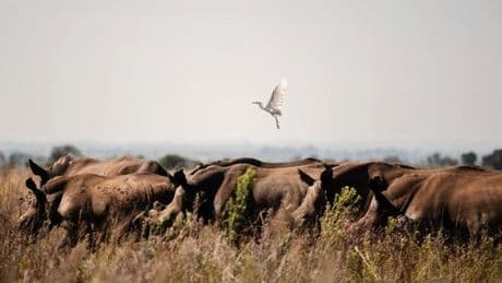 Afrique du Sud : l’ancien plus grand éleveur de rhinocéros au monde arrêté pour trafic de cornes