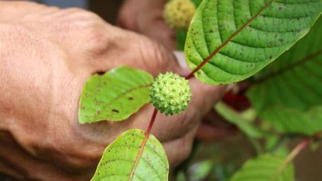 Warnings spread on TikTok about ‘Feel Free’ drinks that contain kratom, which has opioid-like effects
