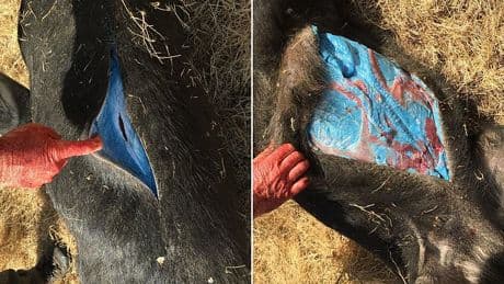 Urgent warning to meat-eaters as scientists discover pigs with 'neon BLUE' flesh that may be poisonous