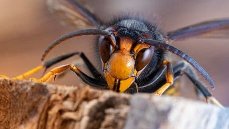 What should I do if I see an Asian Hornet and how dangerous are they?