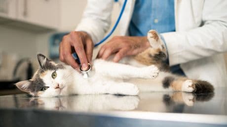 Vets could face price cap in competition probe