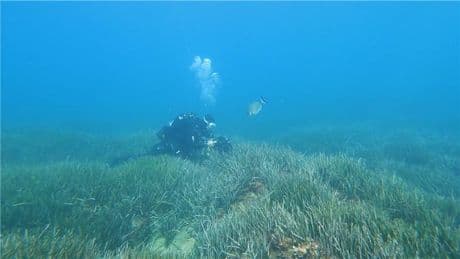 À la découverte des herbiers de Posidonie, poumon vulnérable de la mer Méditerranée