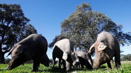 China golpea al cerdo español con aranceles del 20% para ElPozo, Campofrío y otras empresas cárnicas europeas