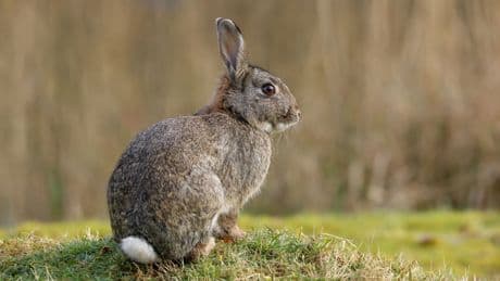 You might have seen pictures of 'zombie rabbits' going viral - and yes, they're real. Here's what's up