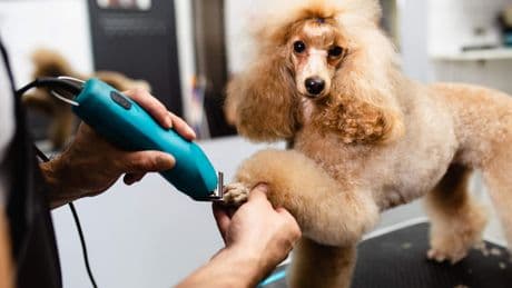 Sociale huurder zet tuinhuis voor hondensalon neer, woningcorporatie stapt naar de rechter