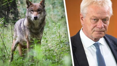Agrarminister erklärt Anti-Raubtier-Plan - Kommt jetzt die große Wolfs-Wende?
