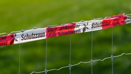 Krankheit: Land Hessen zahlt Millionen im Kampf gegen Schweinepest