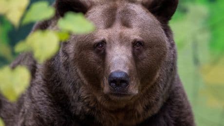 The key details that could help you survive a bear attack