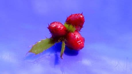 ¿Qué es el guisante rojo y cómo se produce?