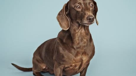 Hund im Hype: Wieso lieben Deutsche Dackel so?