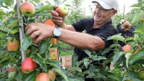 Branche verwacht hogere oogst appels en peren door gunstig weer
