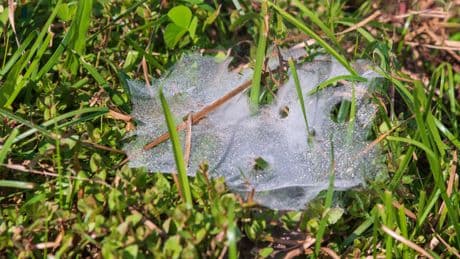 UK Gardeners Urged Not To Touch These Cobwebs