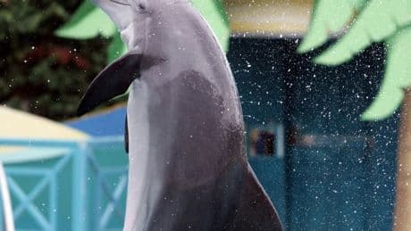 "Un cadre sécurisé": un projet de centre d'accueil au zoo de Beauval pour les dauphins du Marineland d'Antibes