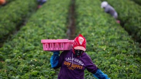 Bipartisan bill would grant legal status to certain illegal immigrant workers