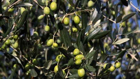 Un extracto de la aceituna reduce el daño oxidativo y la inflamación en personas con sobrepeso y prediabetes