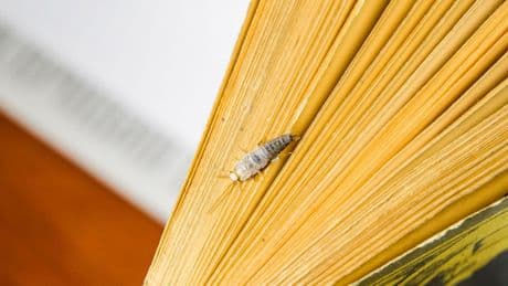 Ungebetene Gäste: Papierfischchen bekämpfen – so werden Sie die lichtscheuen Tiere los