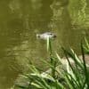 Übler Scherz in Weißensee: Falscher Alligator löst Polizeieinsatz an Berliner Teich aus