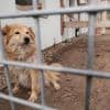 Vereine stellen sich vor: Tierschutzverein Potsdam e. V.