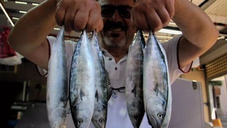 İlk palamutlar tezgahlarda: kilosu 350 lira