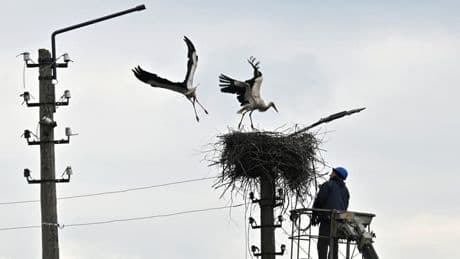 Panne d'électricité: il y a 25 ans, le Portugal déjà plongé dans le noir à cause... d'une cigogne