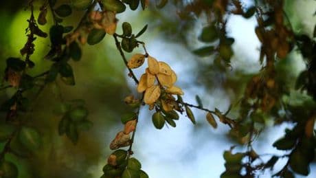 Pourquoi la chaleur et la sécheresse donnent aux arbres un aspect automnal précoce