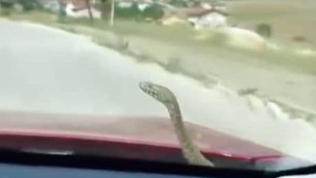 Seyir halindeki otomobilin kaputundan yılan çıktı