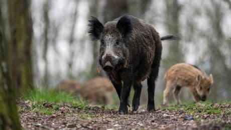 Wildtiere: Stadtnaturexperte geht von mehr Wildschweinen in Berlin aus