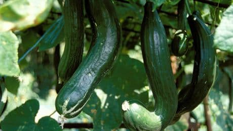 Gurken auf geneigtem Gitter: Effektive Nutzung von Gartenflächen
