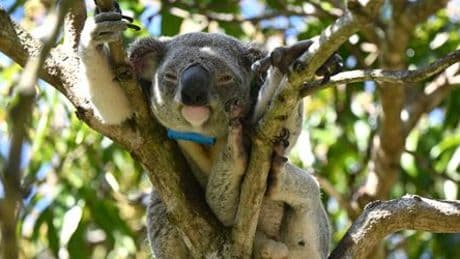 Tödliche Koala-Krankheit: Australien lässt Impfstoff gegen Chlamydien zu