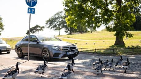 Finland’s Short, Precious Summers Are Plagued by Goose Poop