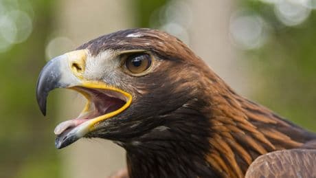 Golden eagles could be reintroduced to England for first time in 150 years