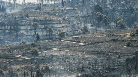 «Il est possible que l’on ait tout perdu» : dans l’Aude, des vignerons très inquiets pour leurs vignes