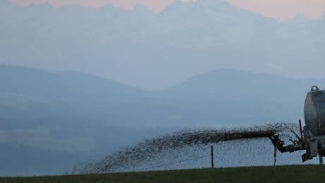 Urteil: Gülle wird in Pool geweht - Landwirt muss zahlen