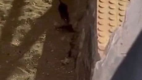 'Incredible' number of cat sized rats invade beach at Spanish holiday hotspot