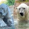 Outrage over clip of 'America's saddest polar bear' at San Diego Zoo... but bosses offer bizarre excuse