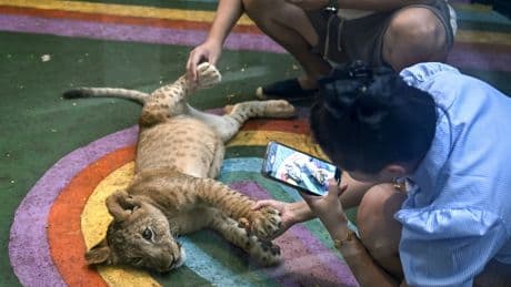 « De la folie pure » : la Thaïlande en proie à la surpopulation de lions domestiques