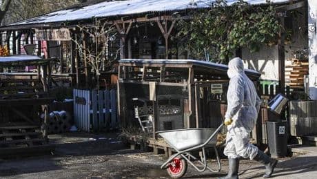 Virus: Auch Brandenburg ist offiziell frei von Maul- und Klauenseuche