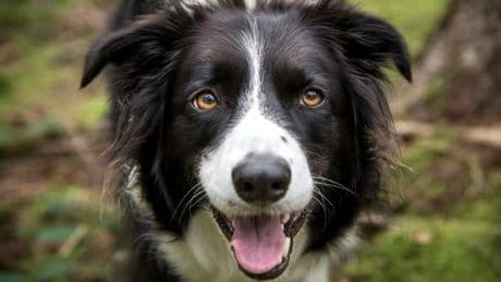 Vets and behaviour experts name dog breeds you should 'never own'