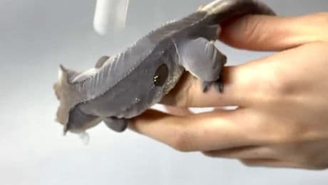 Das ist zum Aus-der-Haut-Fahren! - Gecko wird zur Viral-Sensation