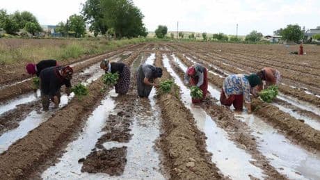 Sadece orada yetişiyor, kadınlar toprakla buluşturuyor! Türkiye tek bir ilden satın alıyor: Herkesin ekmesine izin verilmiyor